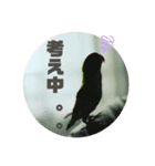ボタンインコちゃん（個別スタンプ：3）