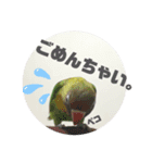 ボタンインコちゃん（個別スタンプ：4）