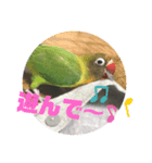 ボタンインコちゃん（個別スタンプ：5）