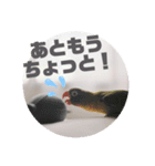 ボタンインコちゃん（個別スタンプ：6）