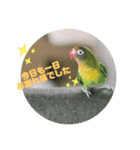 ボタンインコちゃん（個別スタンプ：8）
