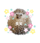 ハリネズミ物語 クウちゃん①（個別スタンプ：1）