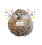 ハリネズミ物語 クウちゃん①（個別スタンプ：2）