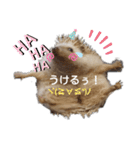 ハリネズミ物語 クウちゃん①（個別スタンプ：4）