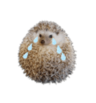 ハリネズミ物語 クウちゃん①（個別スタンプ：5）