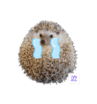 ハリネズミ物語 クウちゃん①（個別スタンプ：6）