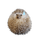 ハリネズミ物語 クウちゃん①（個別スタンプ：7）