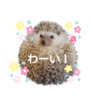 ハリネズミ物語 クウちゃん①（個別スタンプ：9）