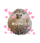 ハリネズミ物語 クウちゃん①（個別スタンプ：11）