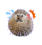 ハリネズミ物語 クウちゃん①（個別スタンプ：13）