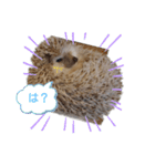 ハリネズミ物語 クウちゃん①（個別スタンプ：17）
