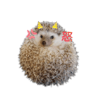 ハリネズミ物語 クウちゃん①（個別スタンプ：18）