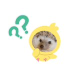 ハリネズミ物語 クウちゃん①（個別スタンプ：20）