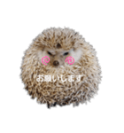 ハリネズミ物語 クウちゃん①（個別スタンプ：21）