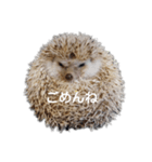 ハリネズミ物語 クウちゃん①（個別スタンプ：22）