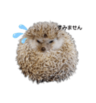 ハリネズミ物語 クウちゃん①（個別スタンプ：23）