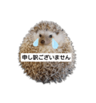 ハリネズミ物語 クウちゃん①（個別スタンプ：24）