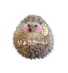ハリネズミ物語 クウちゃん①（個別スタンプ：25）