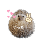 ハリネズミ物語 クウちゃん①（個別スタンプ：27）