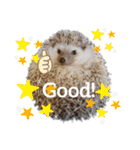 ハリネズミ物語 クウちゃん①（個別スタンプ：28）