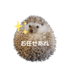 ハリネズミ物語 クウちゃん①（個別スタンプ：30）