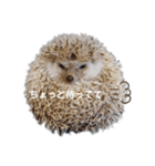 ハリネズミ物語 クウちゃん①（個別スタンプ：31）
