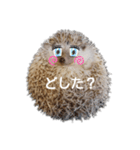 ハリネズミ物語 クウちゃん①（個別スタンプ：34）