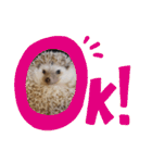 ハリネズミ物語 クウちゃん①（個別スタンプ：37）