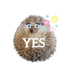 ハリネズミ物語 クウちゃん①（個別スタンプ：39）