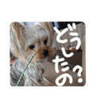 ヨークシャーのきらぎん、トイプーのまろん（個別スタンプ：4）