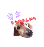 ダックン＆ゴロ兵衛  3（個別スタンプ：4）