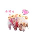 ダックン＆ゴロ兵衛  3（個別スタンプ：7）