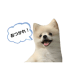 はろー！わたスタンプ（個別スタンプ：25）