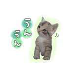 いろんな実写ねこスタンプ1（個別スタンプ：10）