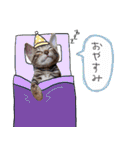 いろんな実写ねこスタンプ1（個別スタンプ：11）