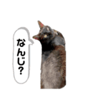 りんたんだお（個別スタンプ：8）
