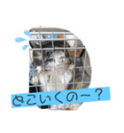 チンチラ☆日常モカ（個別スタンプ：4）
