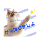 モカちゃんpart.3（個別スタンプ：1）