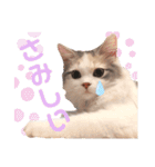 モカちゃんpart.3（個別スタンプ：12）
