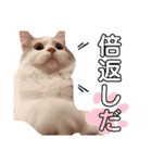 モカちゃんpart.3（個別スタンプ：17）