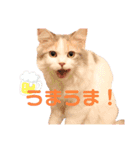 モカちゃんpart.3（個別スタンプ：19）