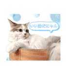 モカちゃんpart.3（個別スタンプ：20）
