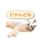 モカちゃんpart.3（個別スタンプ：27）