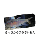 毒舌魚1（個別スタンプ：1）