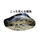 毒舌魚1（個別スタンプ：2）