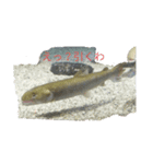 毒舌魚1（個別スタンプ：3）