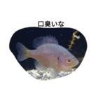 毒舌魚1（個別スタンプ：4）