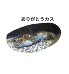 毒舌魚1（個別スタンプ：5）