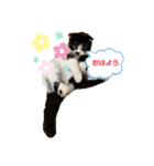 にゃんちゃんず12（個別スタンプ：3）