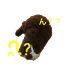 ぷぅくんスタンプ（個別スタンプ：5）